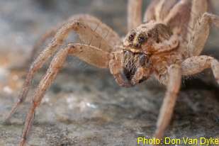 Wolf spider